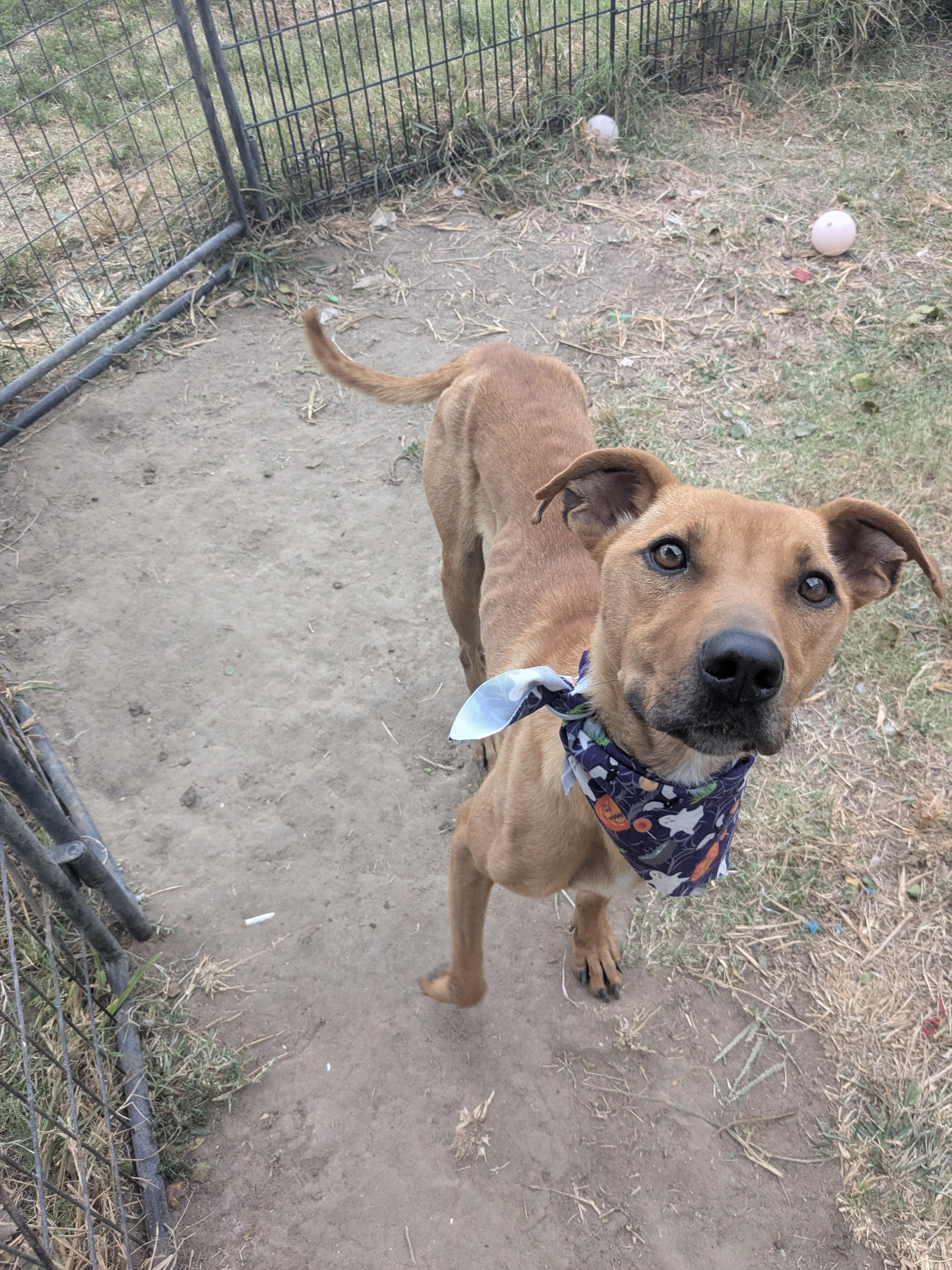 Enlarge Skittles, a Adoptable mixed breed in Newport, AR image 6/6