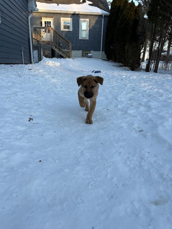 Bear, an adopted mixed breed in Detroit, MI image 2/4