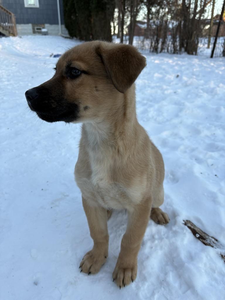 Bear, an adopted mixed breed in Detroit, MI image 1/4