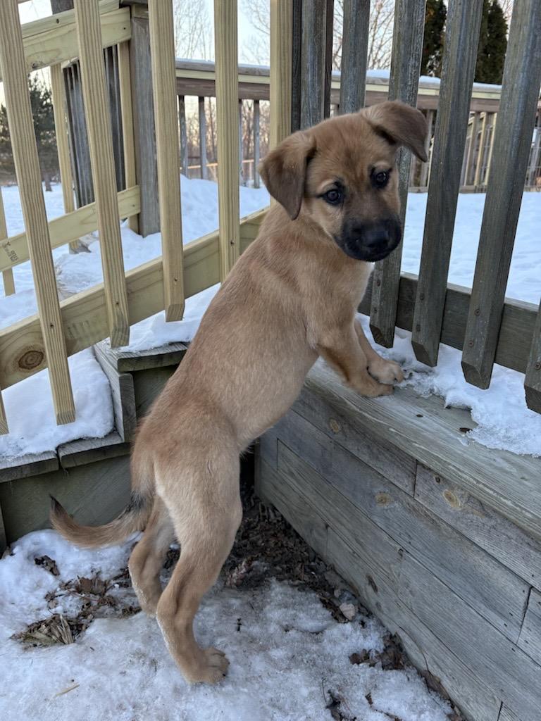 Bear, an adopted mixed breed in Detroit, MI image 3/4