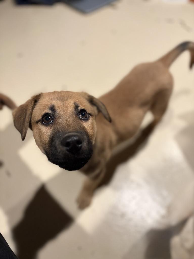 Bear, an adopted mixed breed in Detroit, MI image 4/4