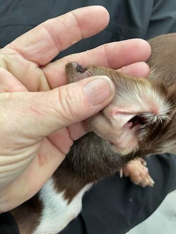Logan, Adoptable, Adult Male Chihuahua.