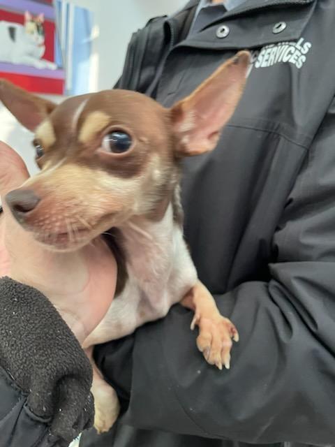 Logan, a Adoptable Chihuahua in Richland Hills, TX image 2/6
