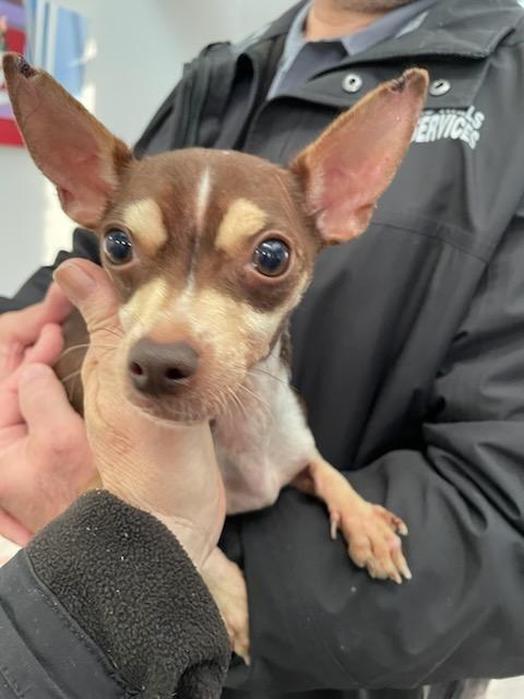 Logan, a Adoptable Chihuahua in Richland Hills, TX image 3/6