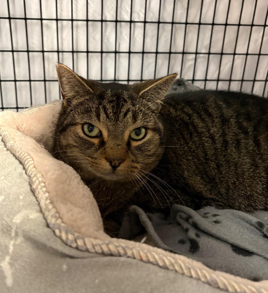 Enlarge Bundtini, a Adoptable mixed breed in Raleigh, NC image 1/1