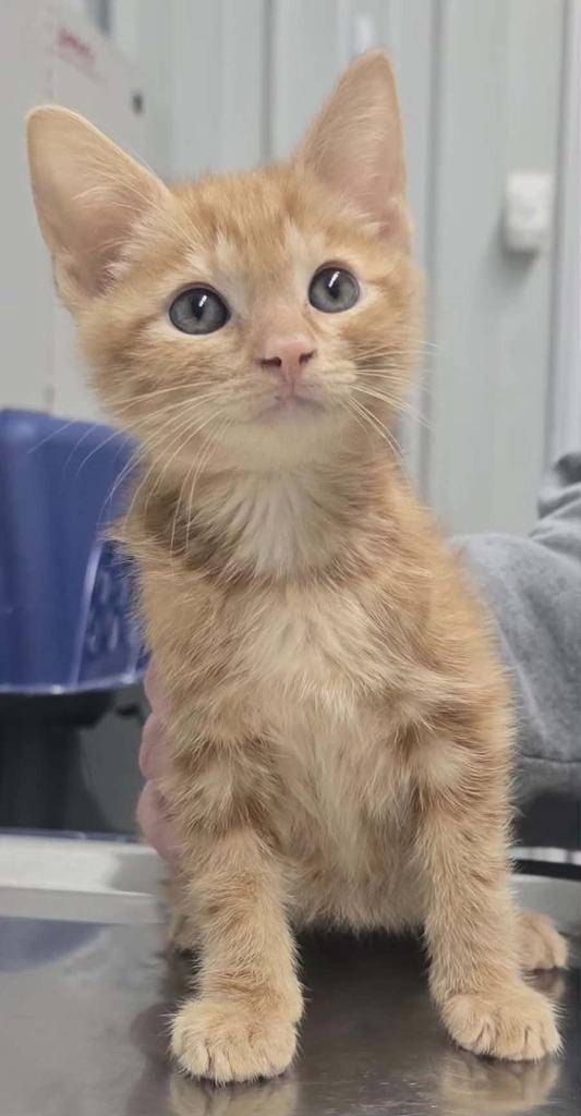 Antonio, Adoptable, Kitten Male Domestic Short Hair.