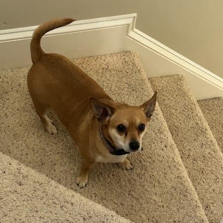 Enlarge Roxy - IN FOSTER - AVAILABLE FOR ADOPTION, an adopted mixed breed in Clayton, NC image 3/5