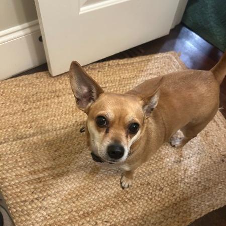 Enlarge Roxy - IN FOSTER - AVAILABLE FOR ADOPTION, an adopted mixed breed in Clayton, NC image 5/5