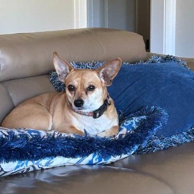 Enlarge Roxy - IN FOSTER - AVAILABLE FOR ADOPTION, an adopted mixed breed in Clayton, NC image 1/5