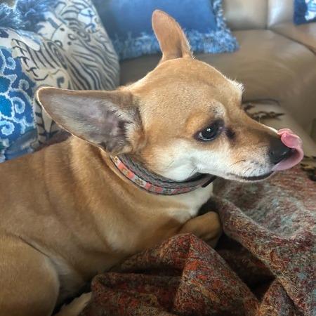 Enlarge Roxy - IN FOSTER - AVAILABLE FOR ADOPTION, an adopted mixed breed in Clayton, NC image 2/5