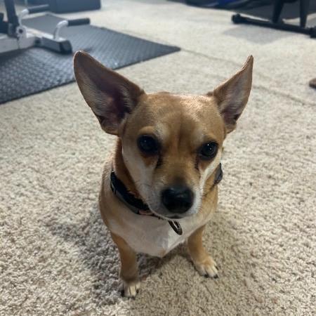 Enlarge Roxy - IN FOSTER - AVAILABLE FOR ADOPTION, an adopted mixed breed in Clayton, NC image 4/5