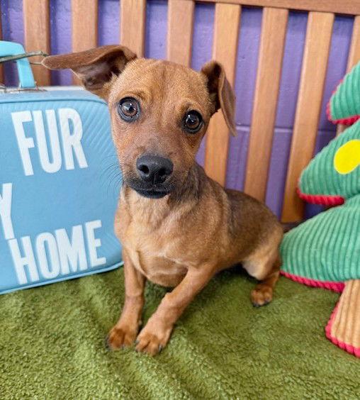 Enlarge **TOBY**, a Adoptable Dachshund in North Prairie, WI image 1/3