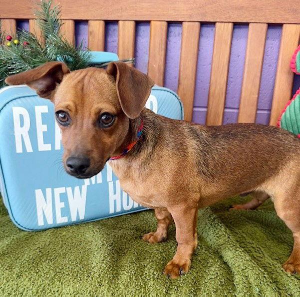 Enlarge **TOBY**, a Adoptable Dachshund in North Prairie, WI image 2/3