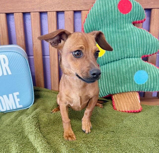 Enlarge **TOBY**, a Adoptable Dachshund in North Prairie, WI image 3/3