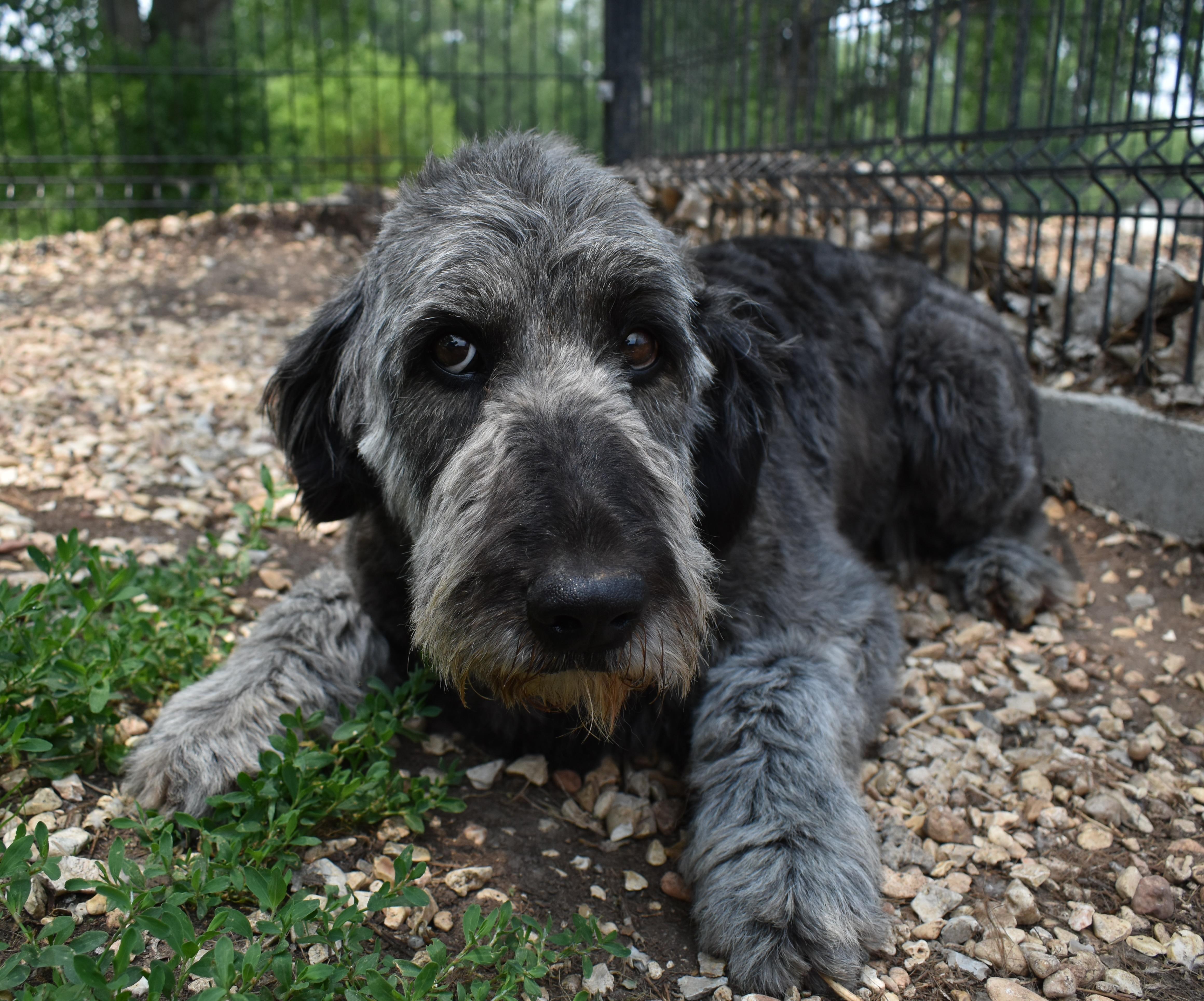 Gidget