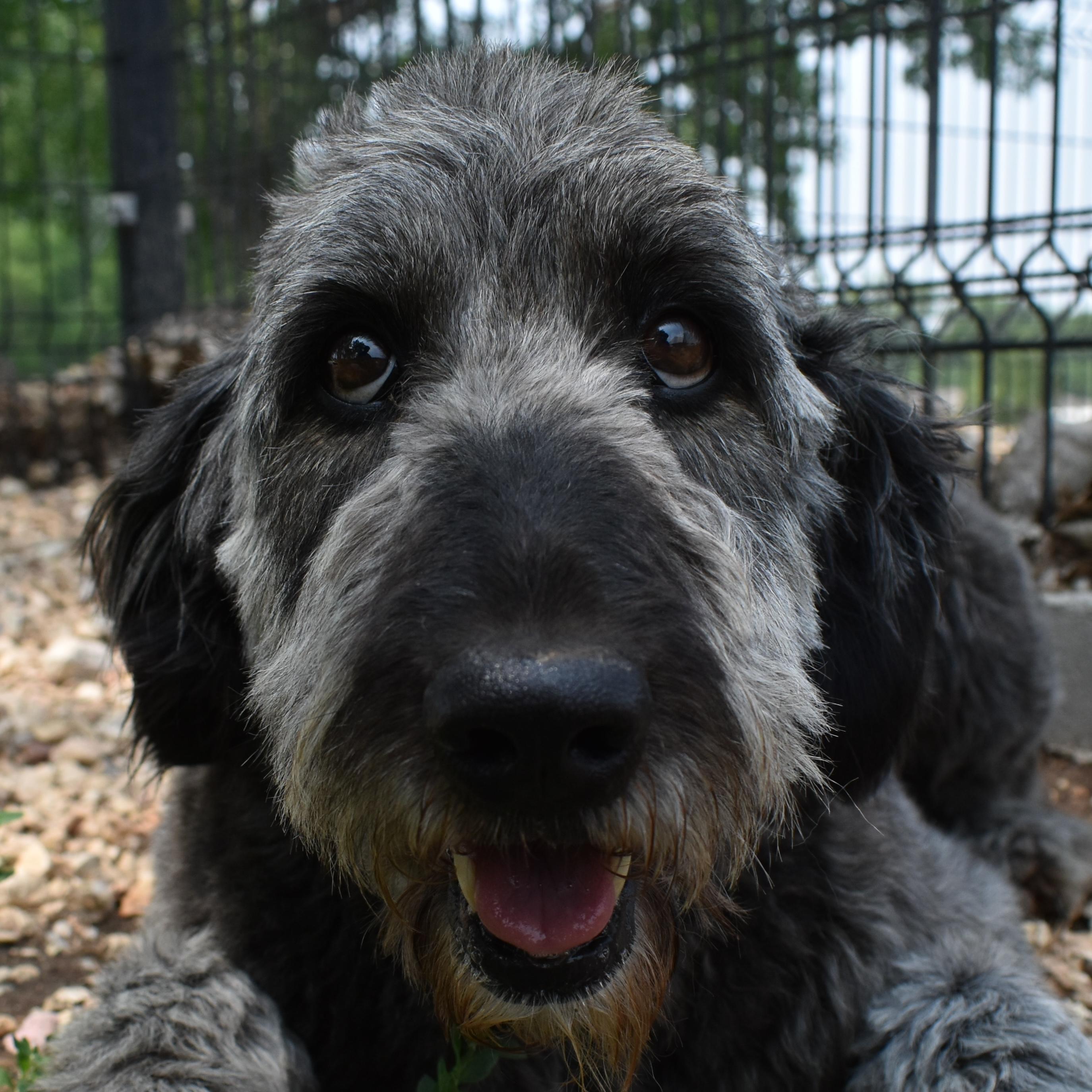 Gidget, Adult Female unknown