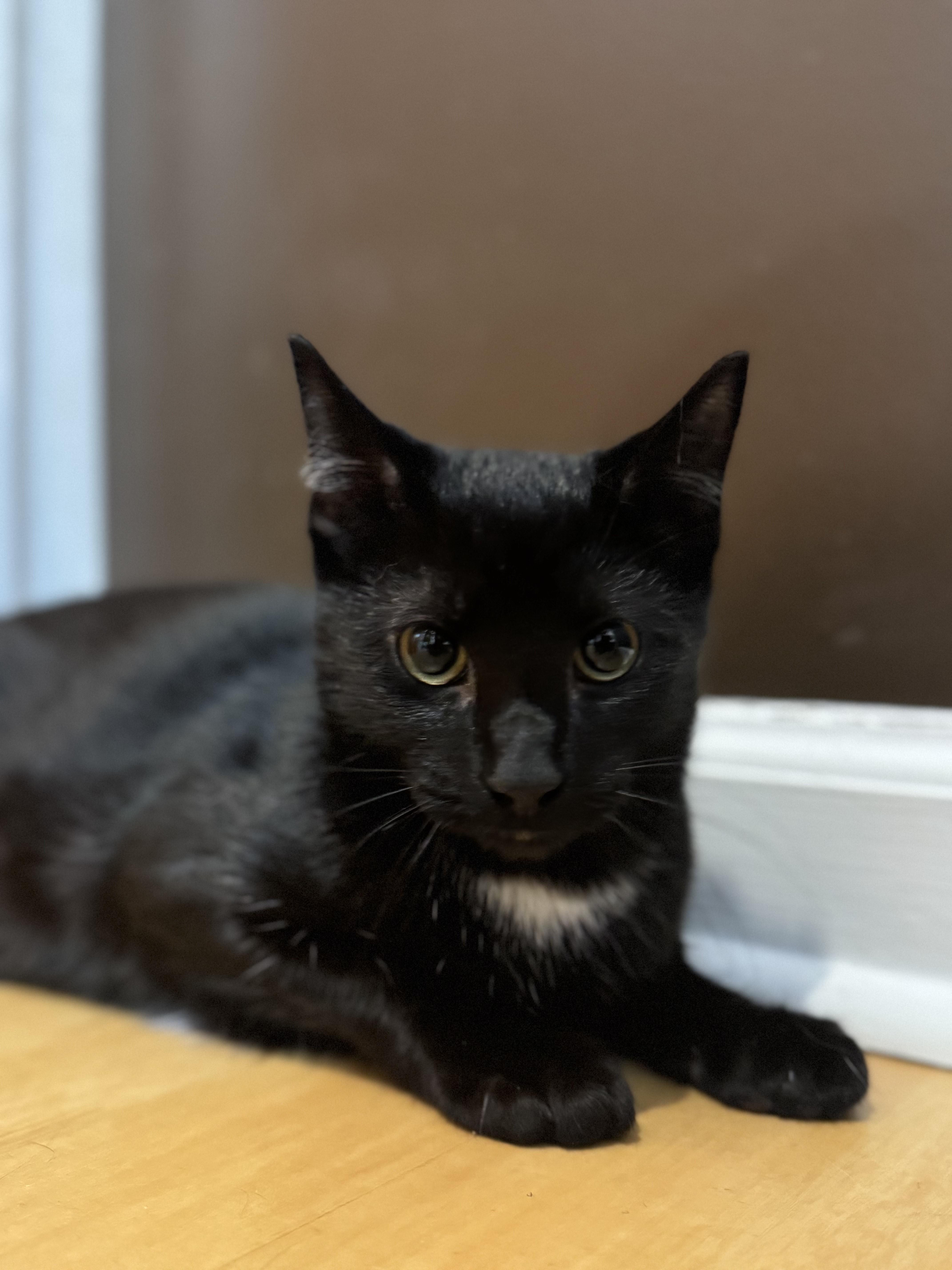 Garrison, adopted, Kitten Male Domestic Short Hair.