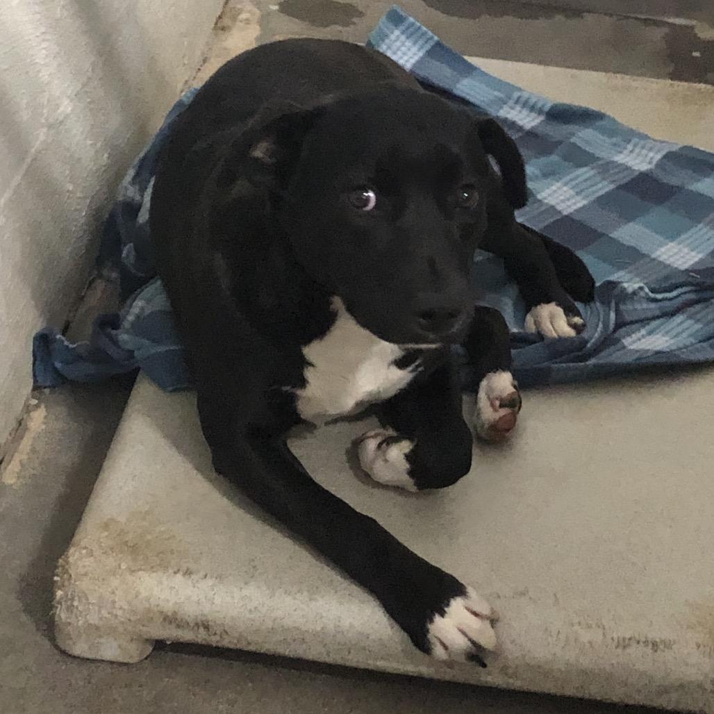 Enlarge Betsy, a Adoptable mixed breed in Clanton, AL image 1/1