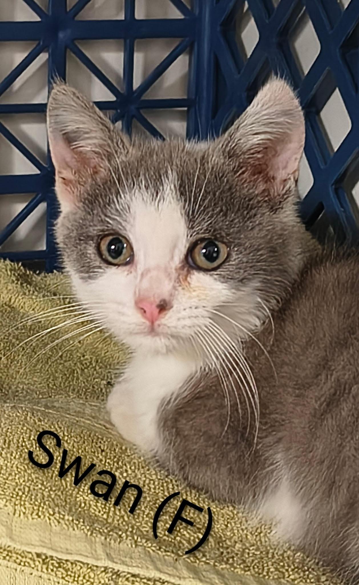 Swan, a Adoptable Domestic Short Hair in Saugerties, NY image 1/2