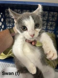 Swan, a Adoptable Domestic Short Hair in Saugerties, NY image 2/2