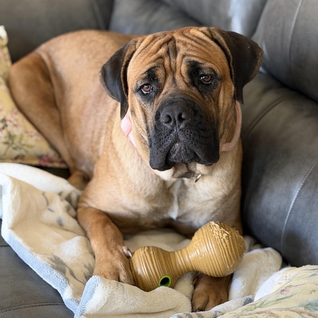 Enlarge Mamani (Mama of Persian Pups), a Adoptable Bullmastiff in manchester, PA image 1/6