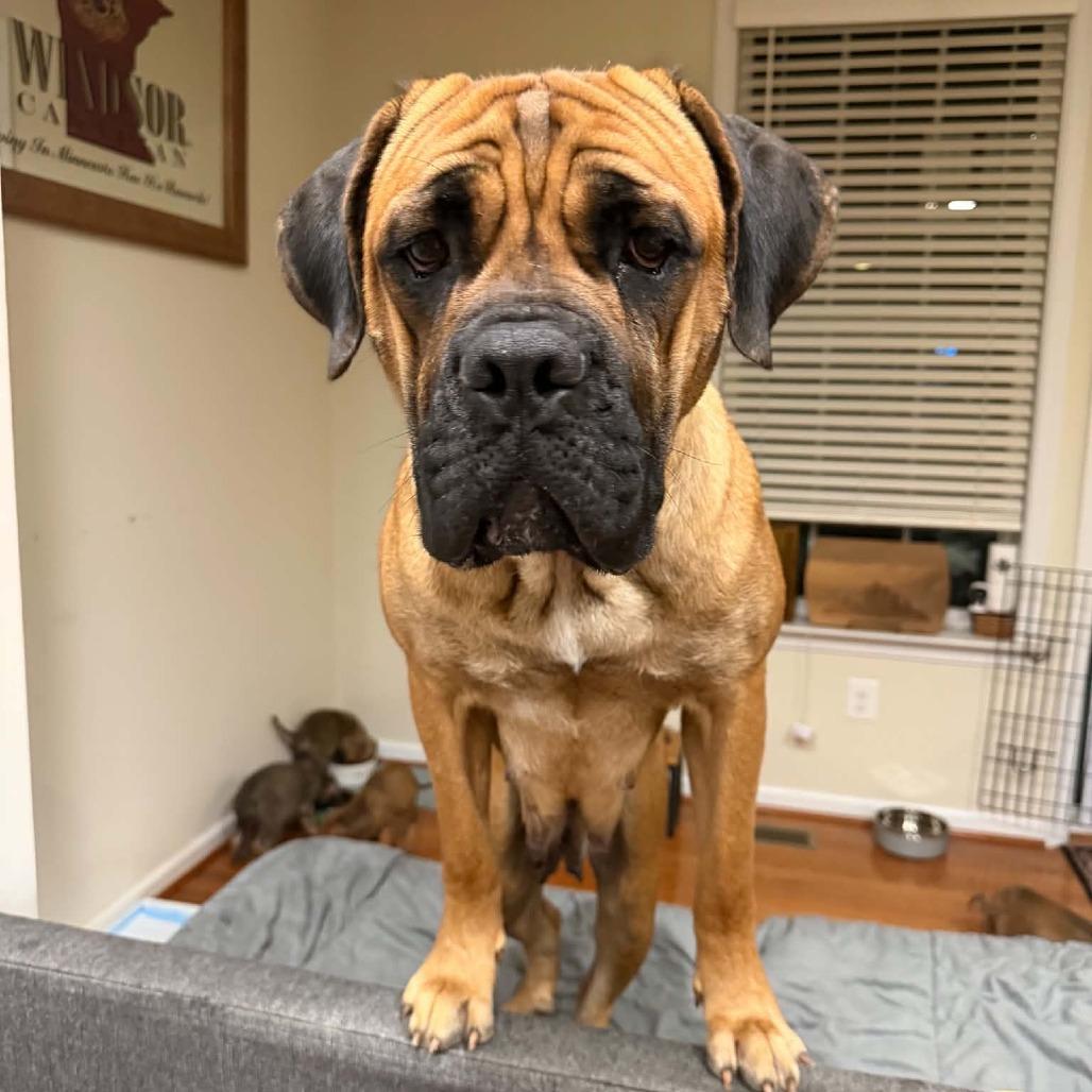 Enlarge Mamani (Mama of Persian Pups), a Adoptable Bullmastiff in manchester, PA image 2/6
