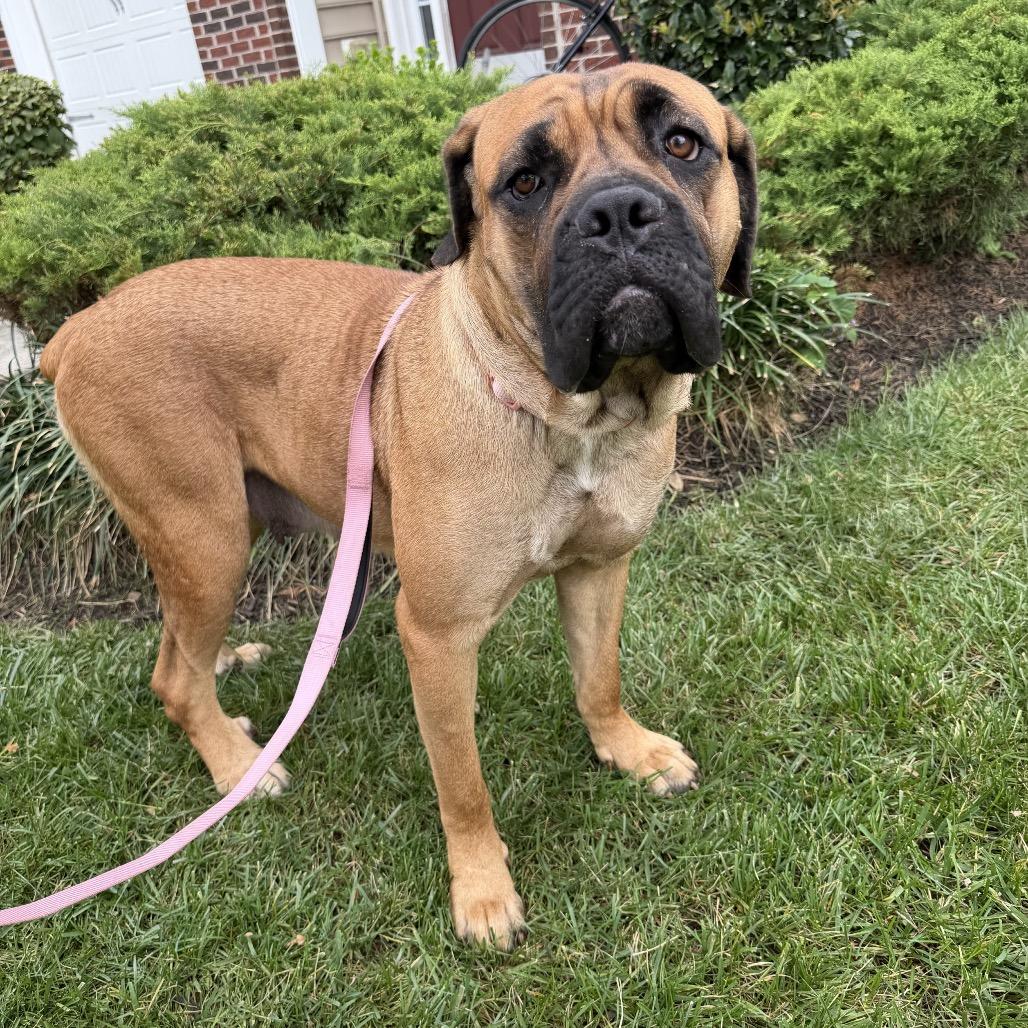 Enlarge Mamani (Mama of Persian Pups), a Adoptable Bullmastiff in manchester, PA image 3/6