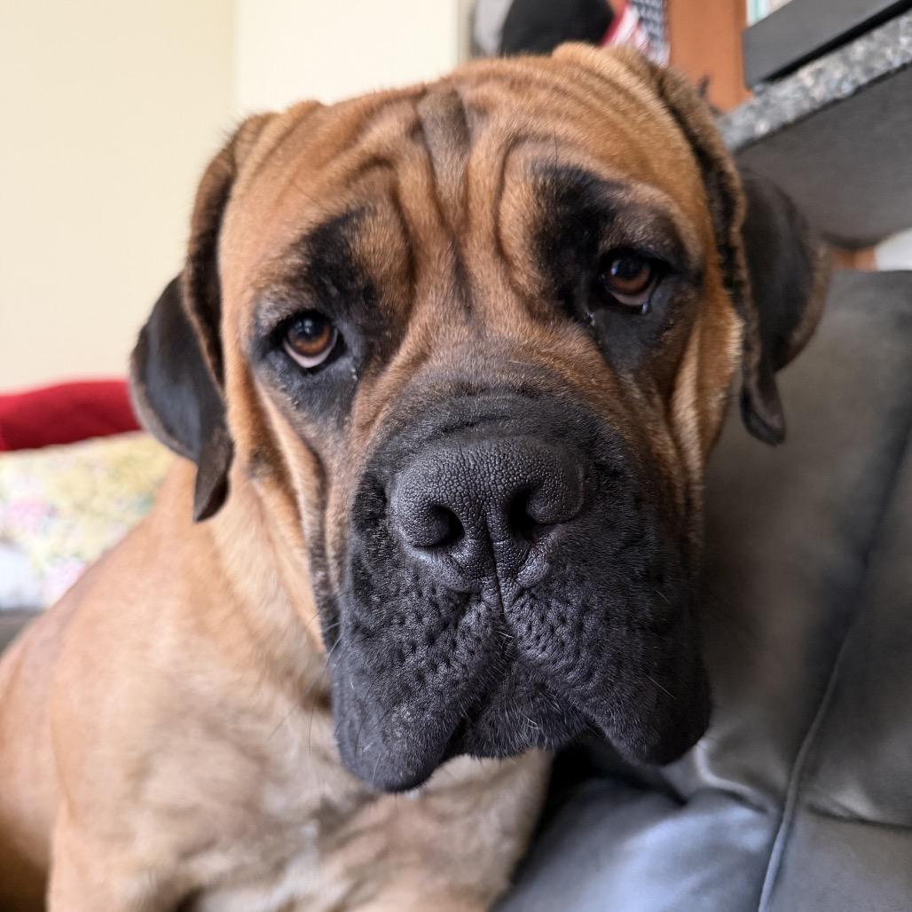 Enlarge Mamani (Mama of Persian Pups), a Adoptable Bullmastiff in manchester, PA image 4/6