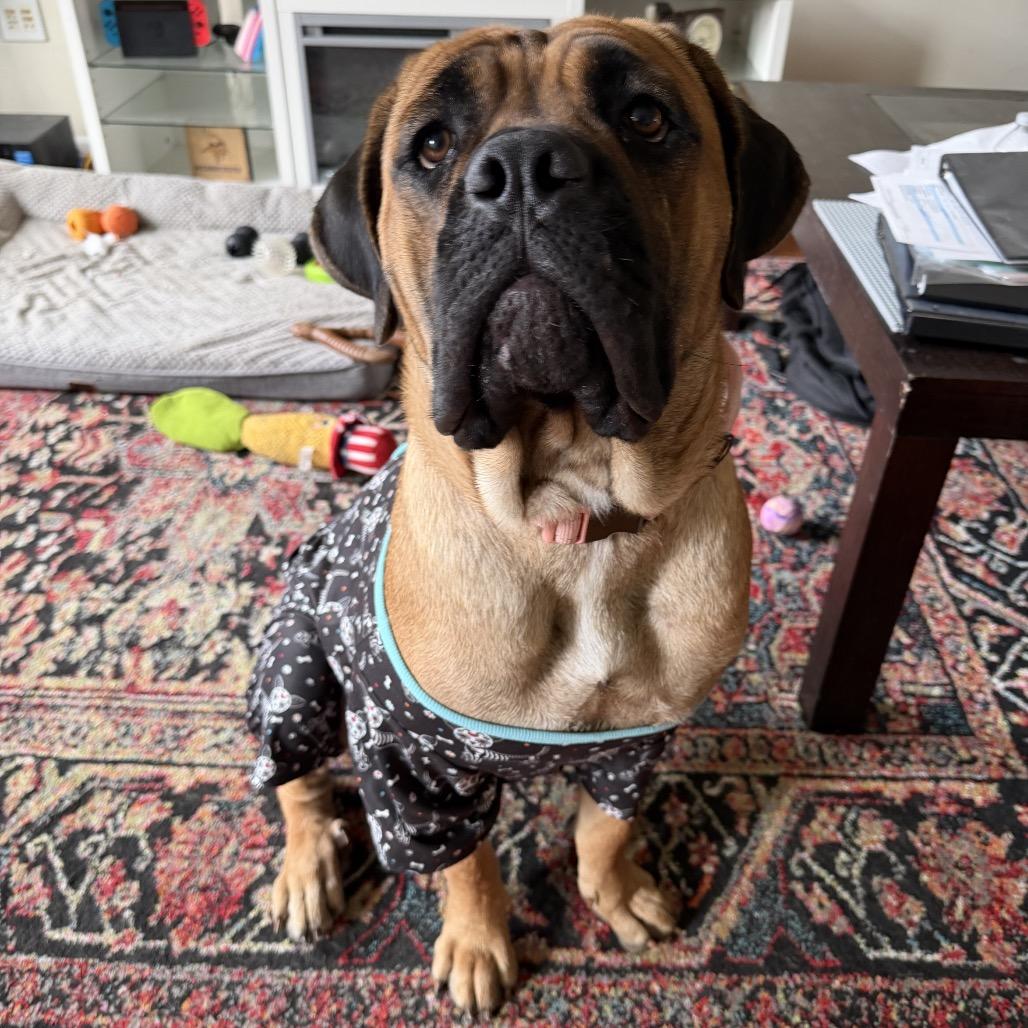 Enlarge Mamani (Mama of Persian Pups), a Adoptable Bullmastiff in manchester, PA image 5/6