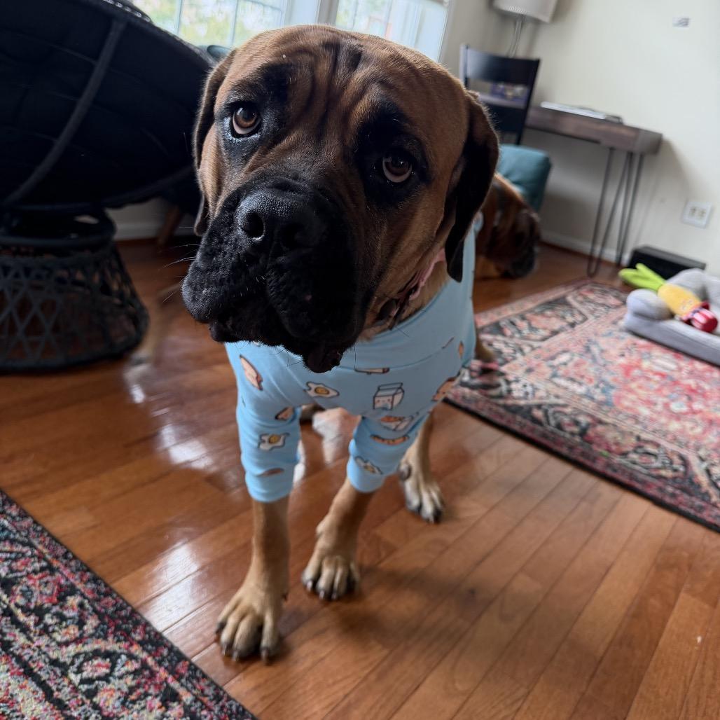 Enlarge Mamani (Mama of Persian Pups), a Adoptable Bullmastiff in manchester, PA image 6/6