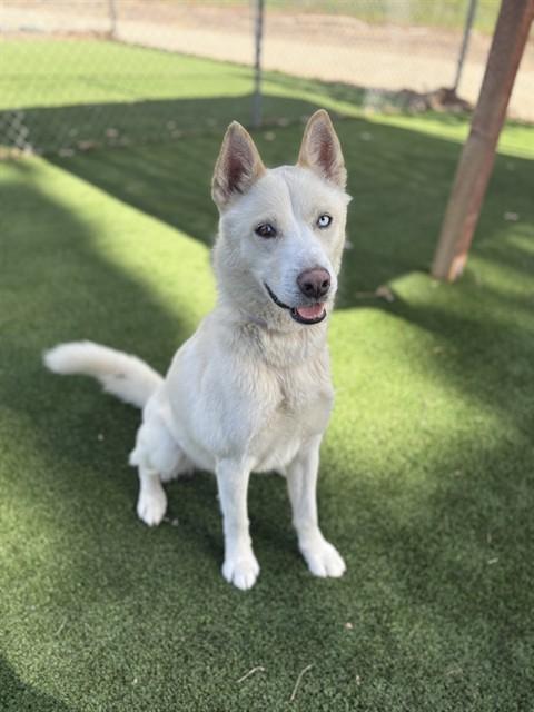 Enlarge FROSTY, a Adoptable Husky in Castaic, CA image 1/1