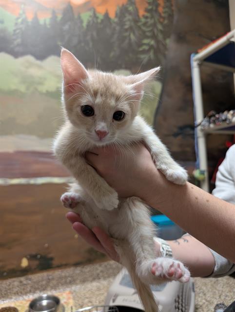 GANYMEDE, Adoptable, Kitten Male Domestic Short Hair.