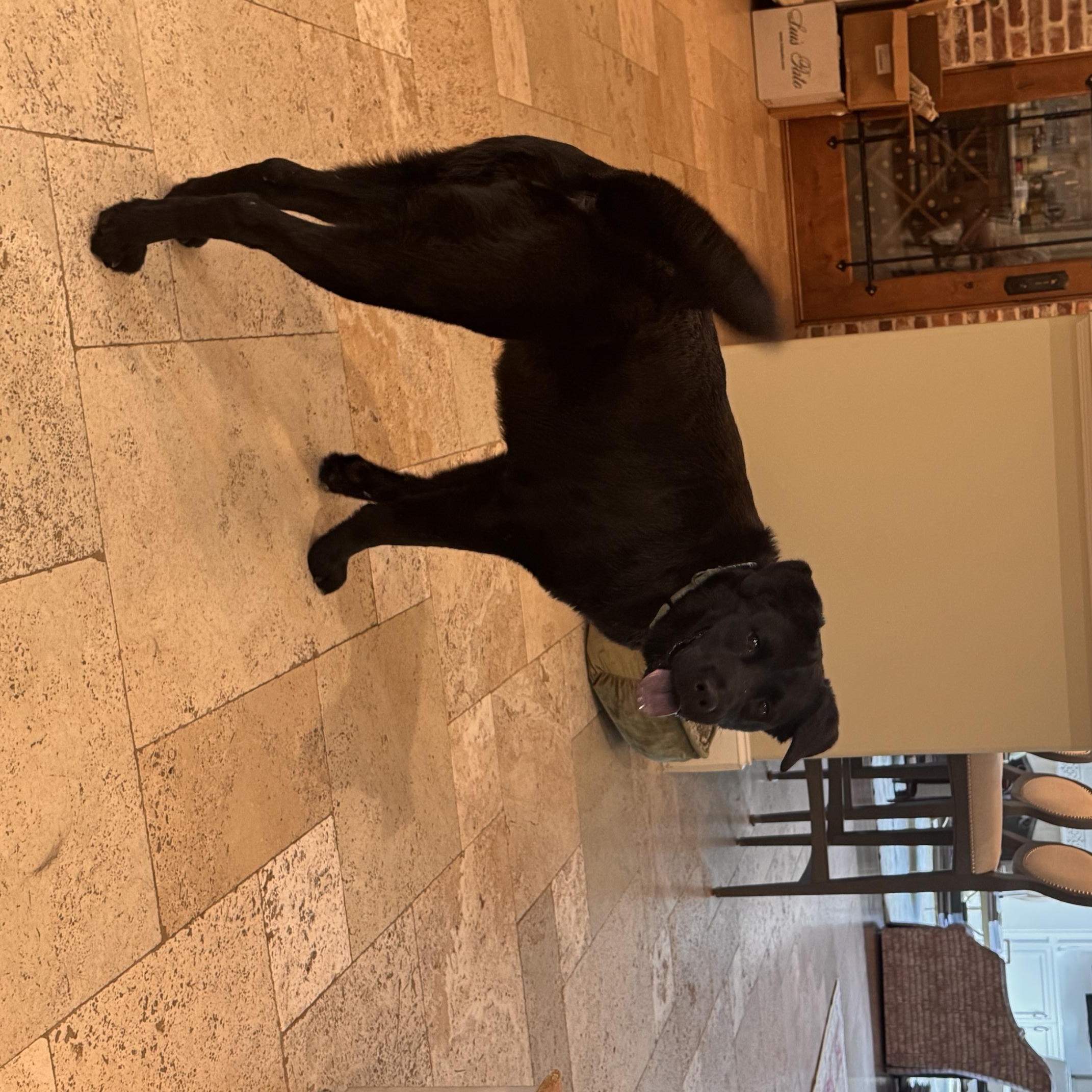 Enlarge Mabel a Beautiful Loving & Affectinate Girl. Great size 48 lbs Fostered Boston, MA, a Adoptable mixed breed in South Burlington, VT image 6/6