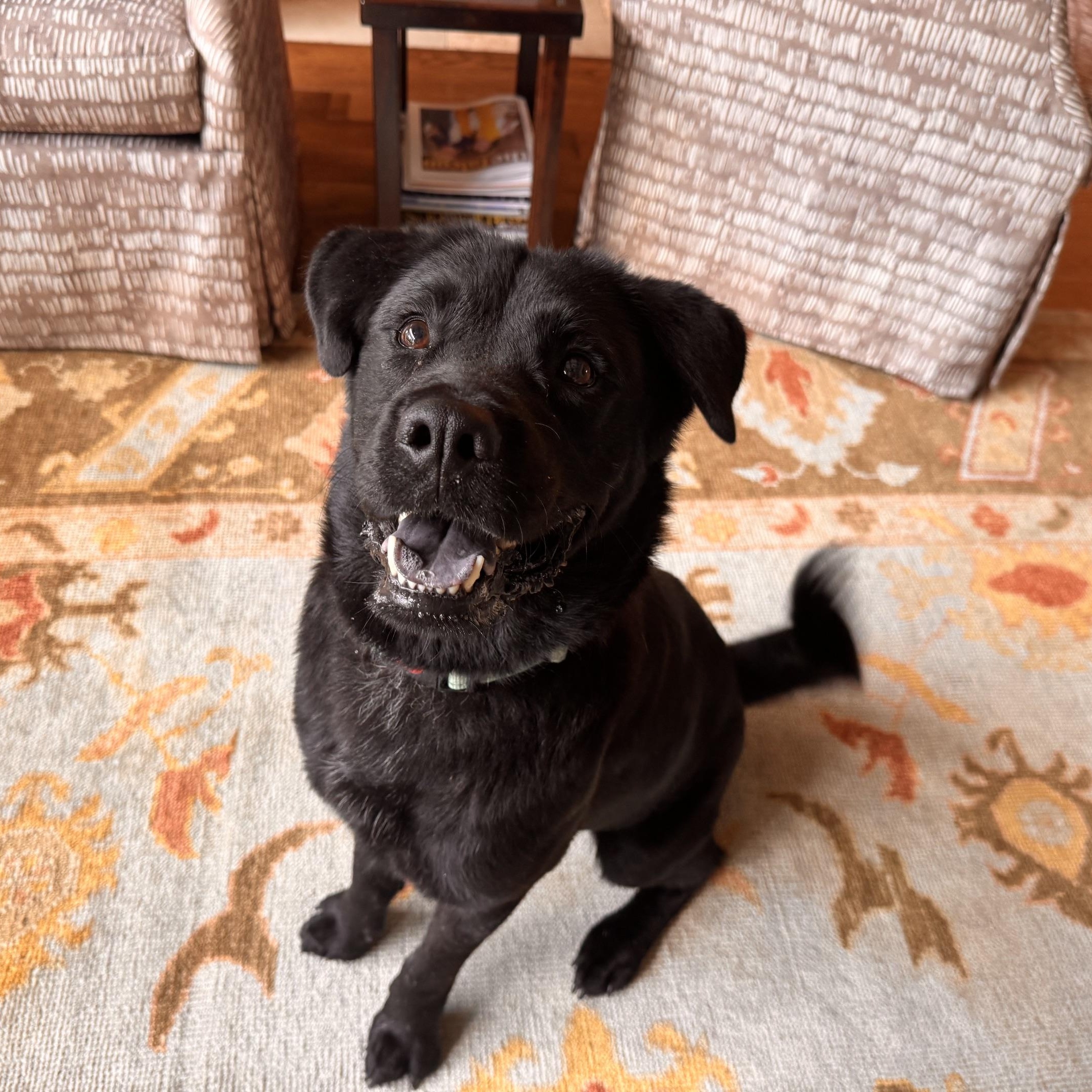 Enlarge Mabel a Beautiful Loving & Affectinate Girl. Great size 48 lbs Fostered Boston, MA, a Adoptable mixed breed in South Burlington, VT image 3/6