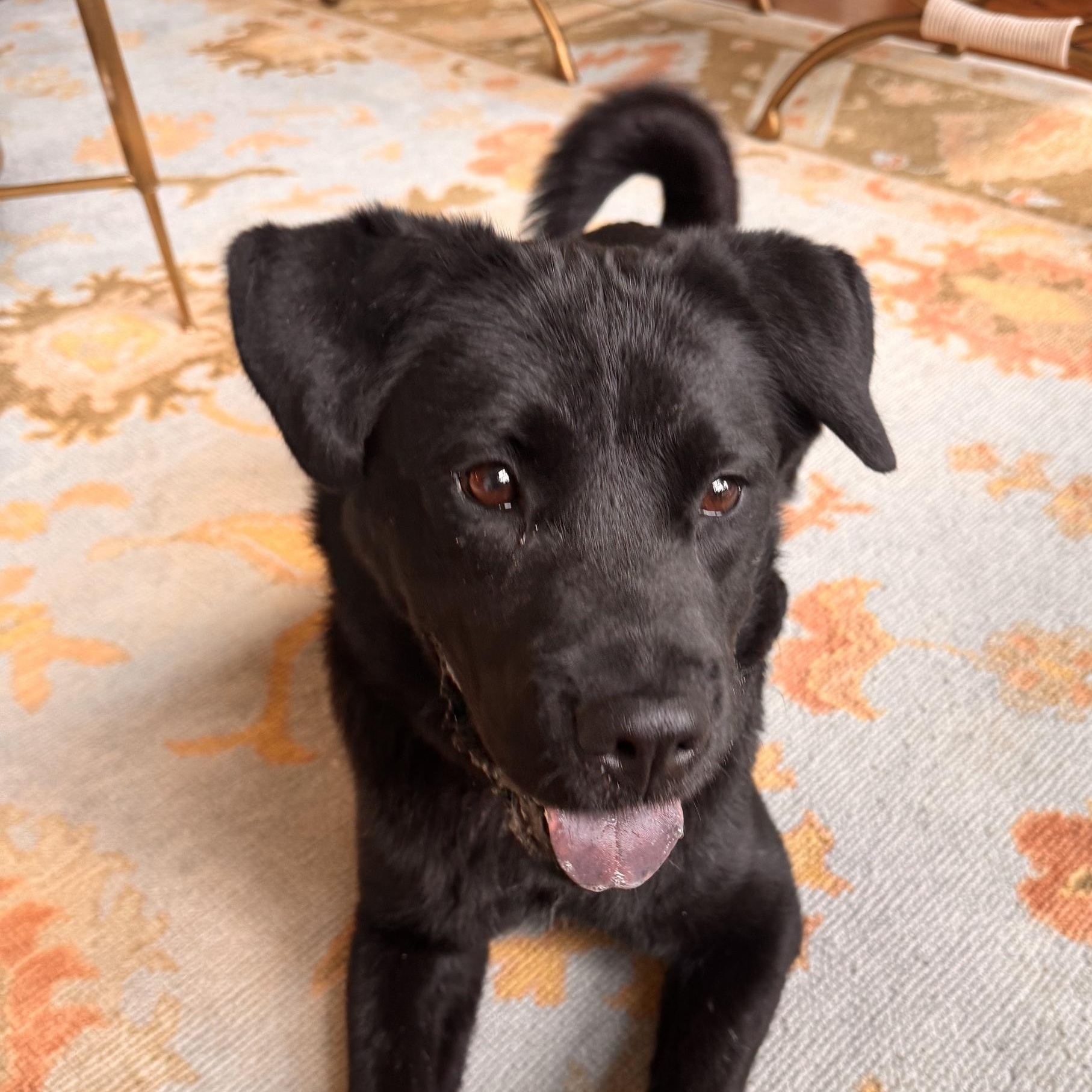 Enlarge Mabel a Beautiful Loving & Affectinate Girl. Great size 48 lbs Fostered Boston, MA, a Adoptable mixed breed in South Burlington, VT image 1/6
