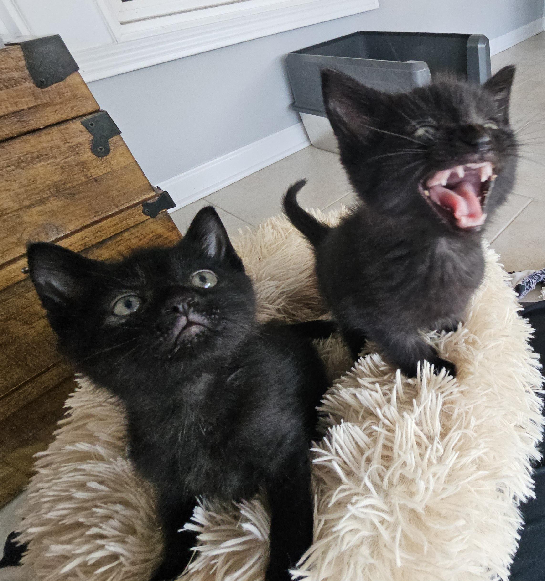 Enlarge Parker & Martin, an adopted Domestic Short Hair in Fort Mill, SC image 1/2