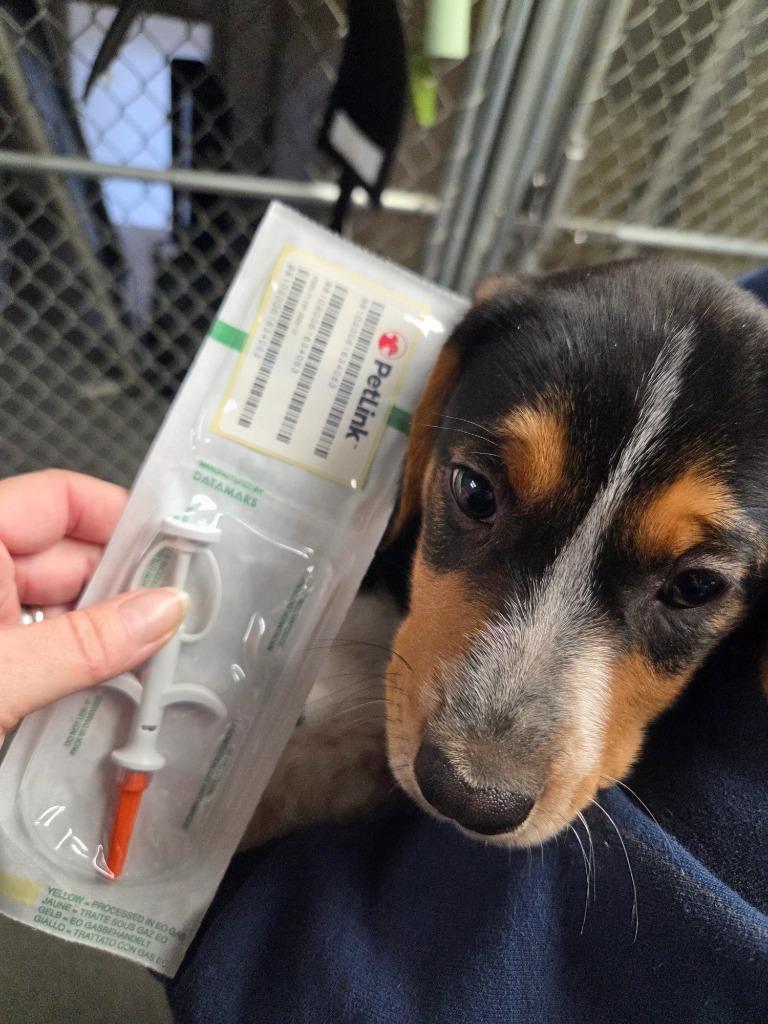 Willow, Adopted, Puppy Female Beagle & Australian Cattle Dog / Blue Heeler.