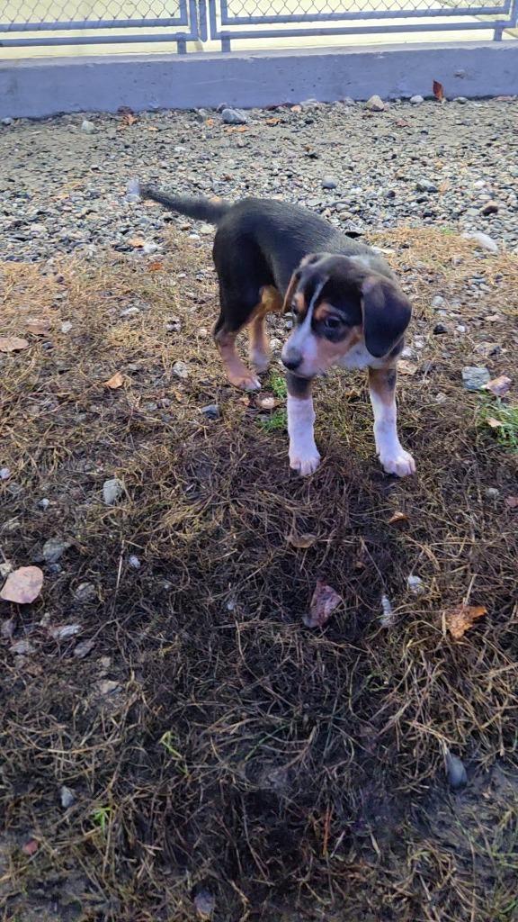 Enlarge Willow, a Adopted mixed breed in Lunenburg, VT image 2/2