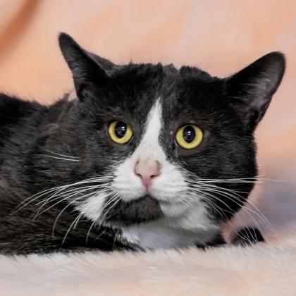 Mr. Krabs, Adoptable, Adult Male Domestic Short Hair & Domestic Short Hair.