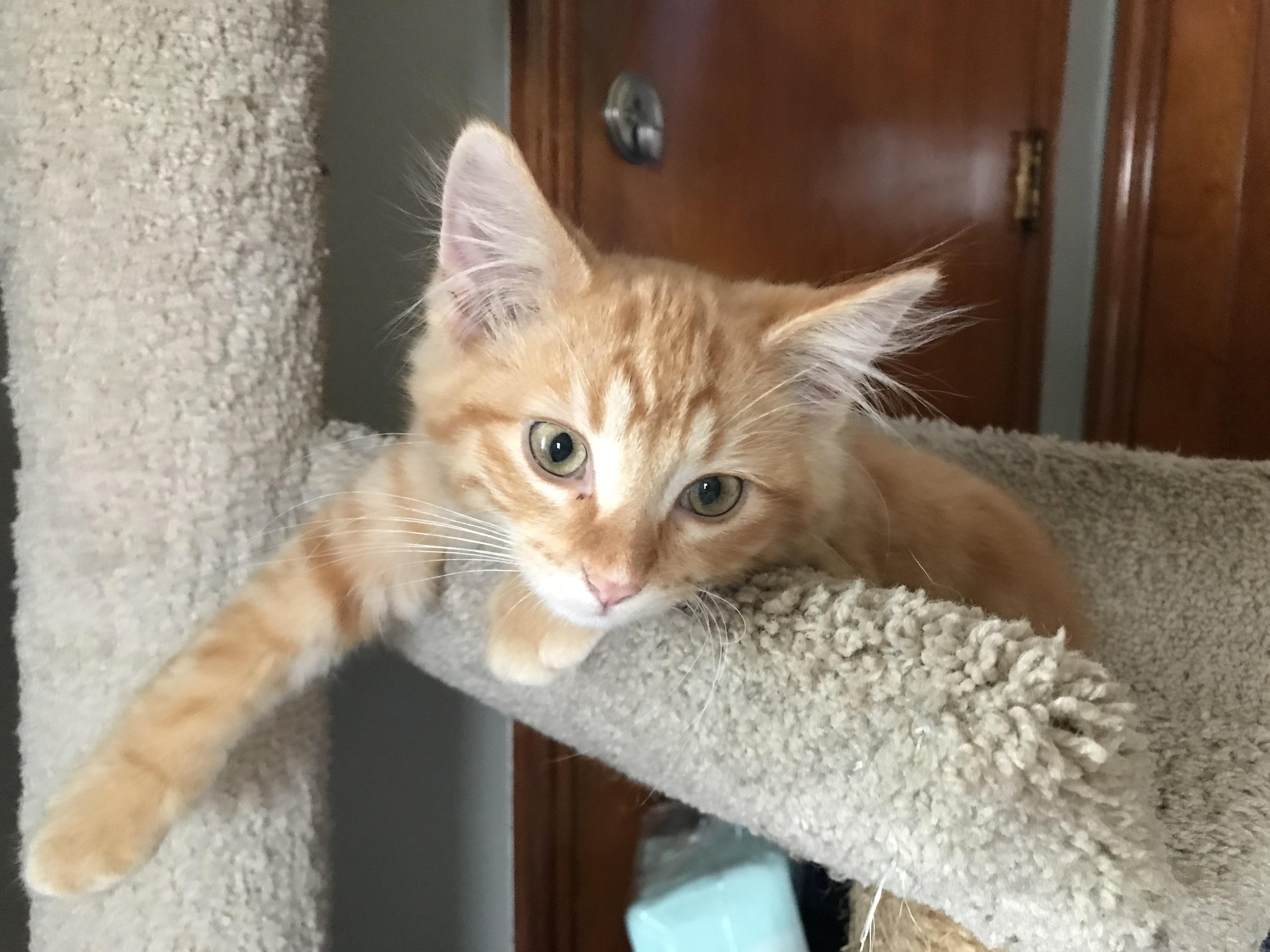 Paprika & Curry, a Adoptable Domestic Long Hair in Milwaukee, WI image 3/6