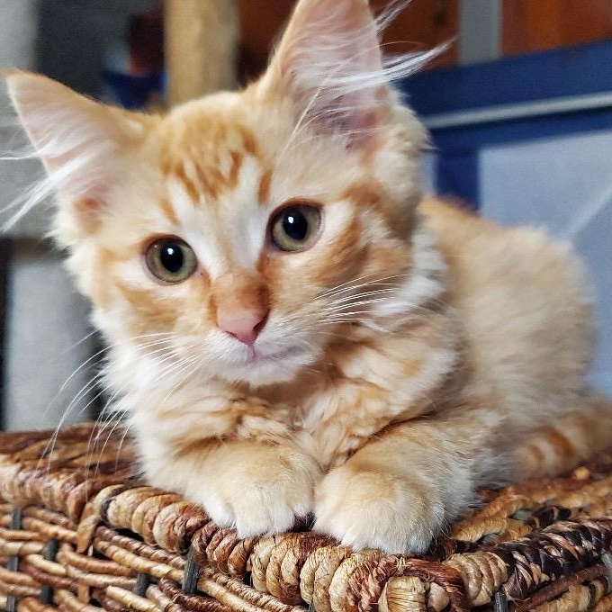 Paprika & Curry, a Adoptable Domestic Long Hair in Milwaukee, WI image 4/6