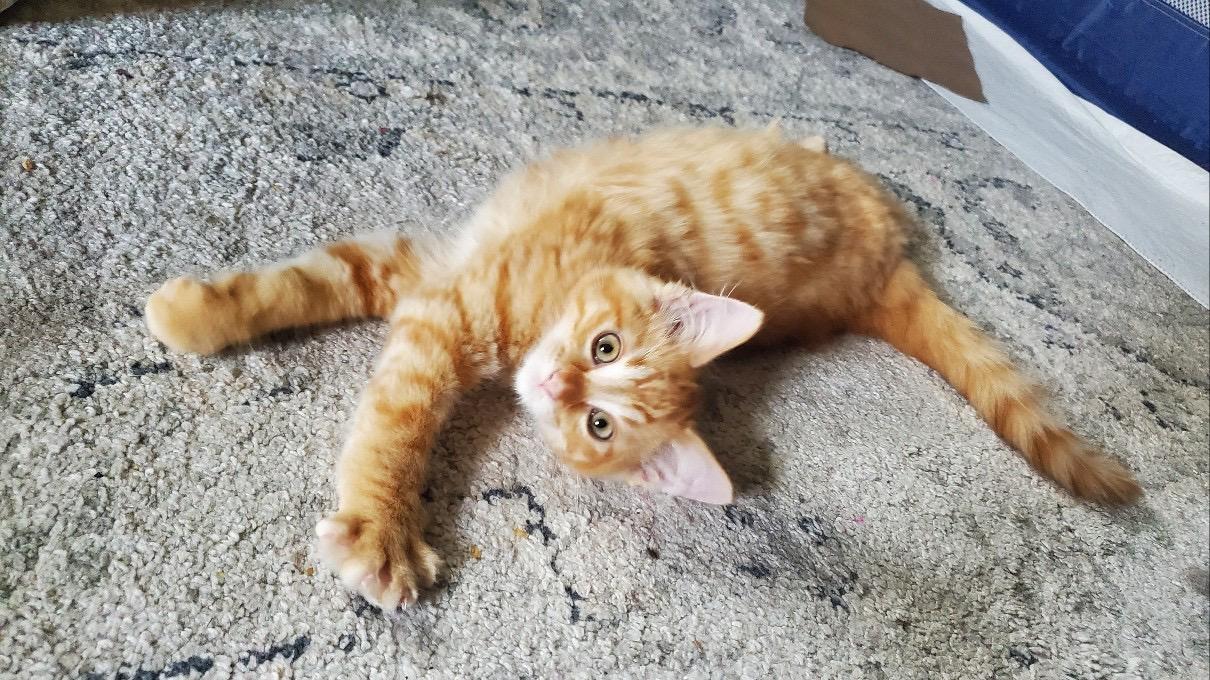 Paprika & Curry, a Adoptable Domestic Long Hair in Milwaukee, WI image 5/6