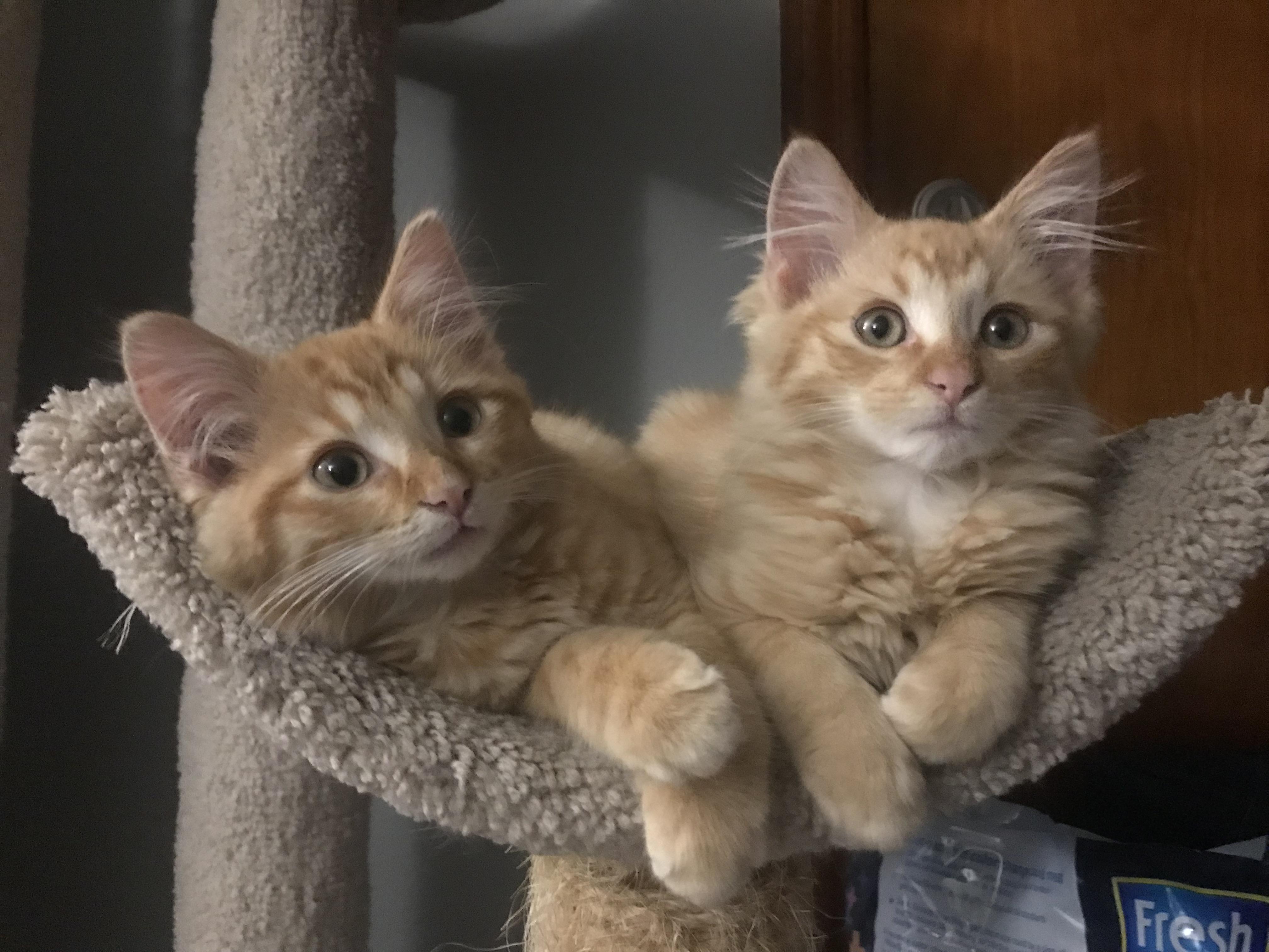 Paprika & Curry, Adoptable, Kitten Male Domestic Long Hair.