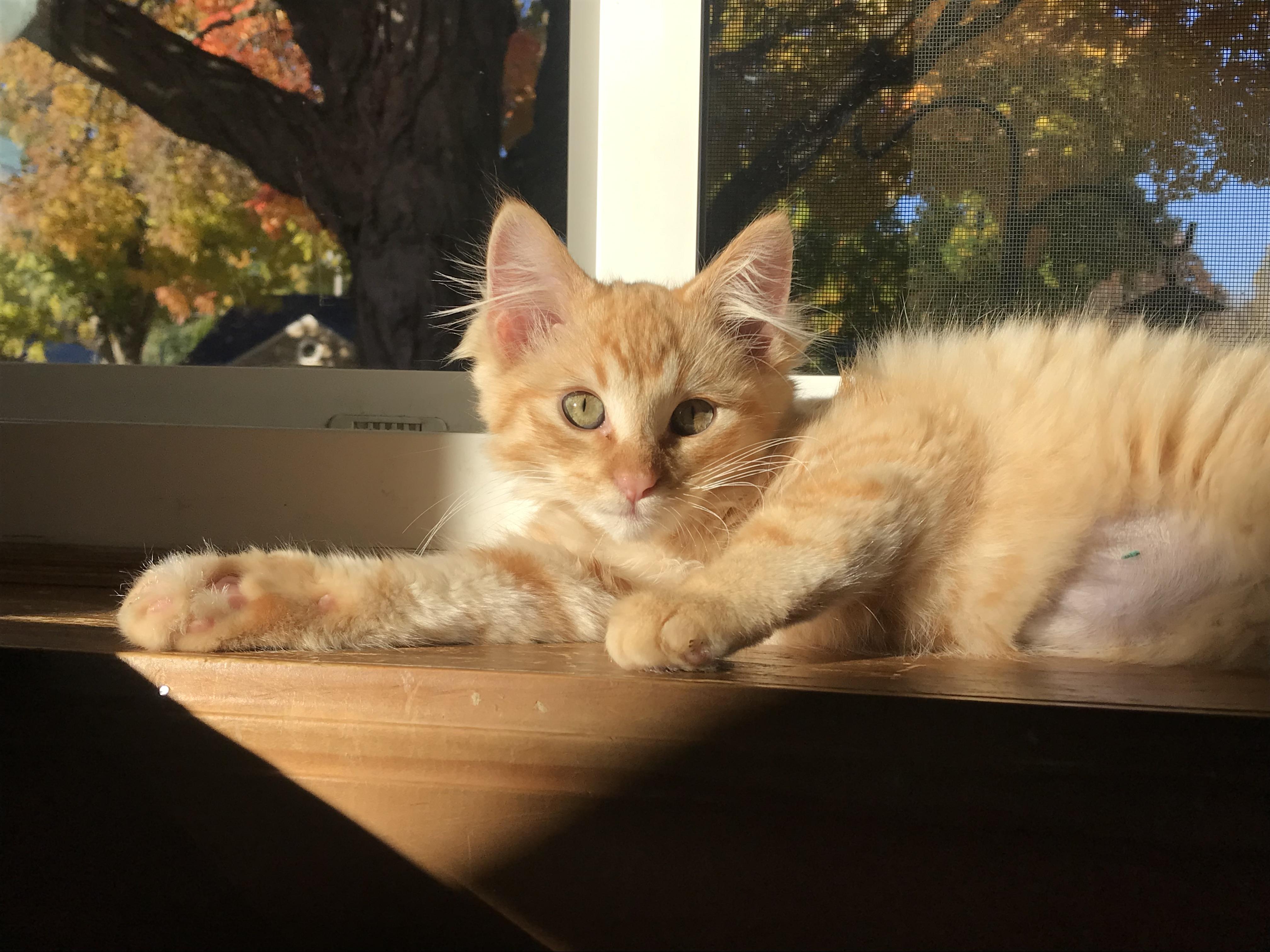 Paprika & Curry, a Adoptable Domestic Long Hair in Milwaukee, WI image 6/6