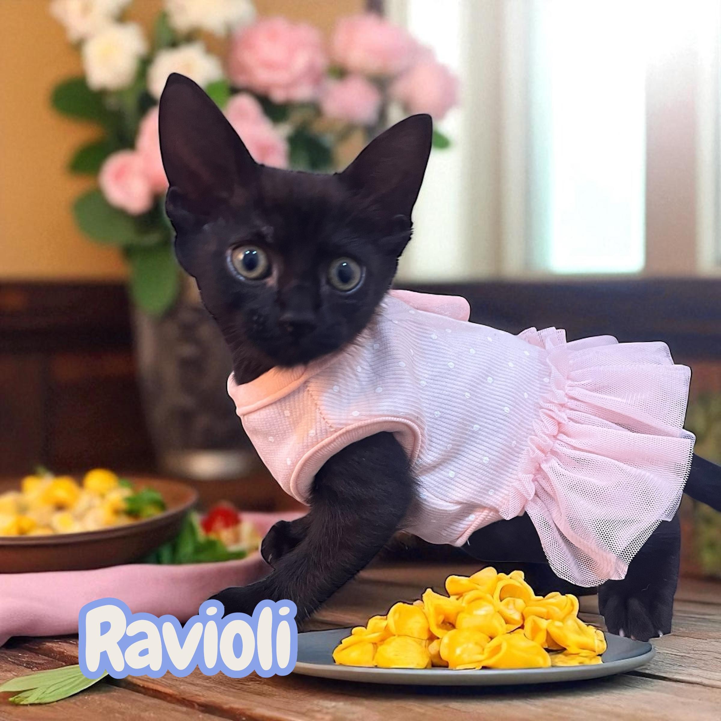 Cat for adoption - Ravioli, a Domestic Short Hair in Tracy, CA | Petfinder