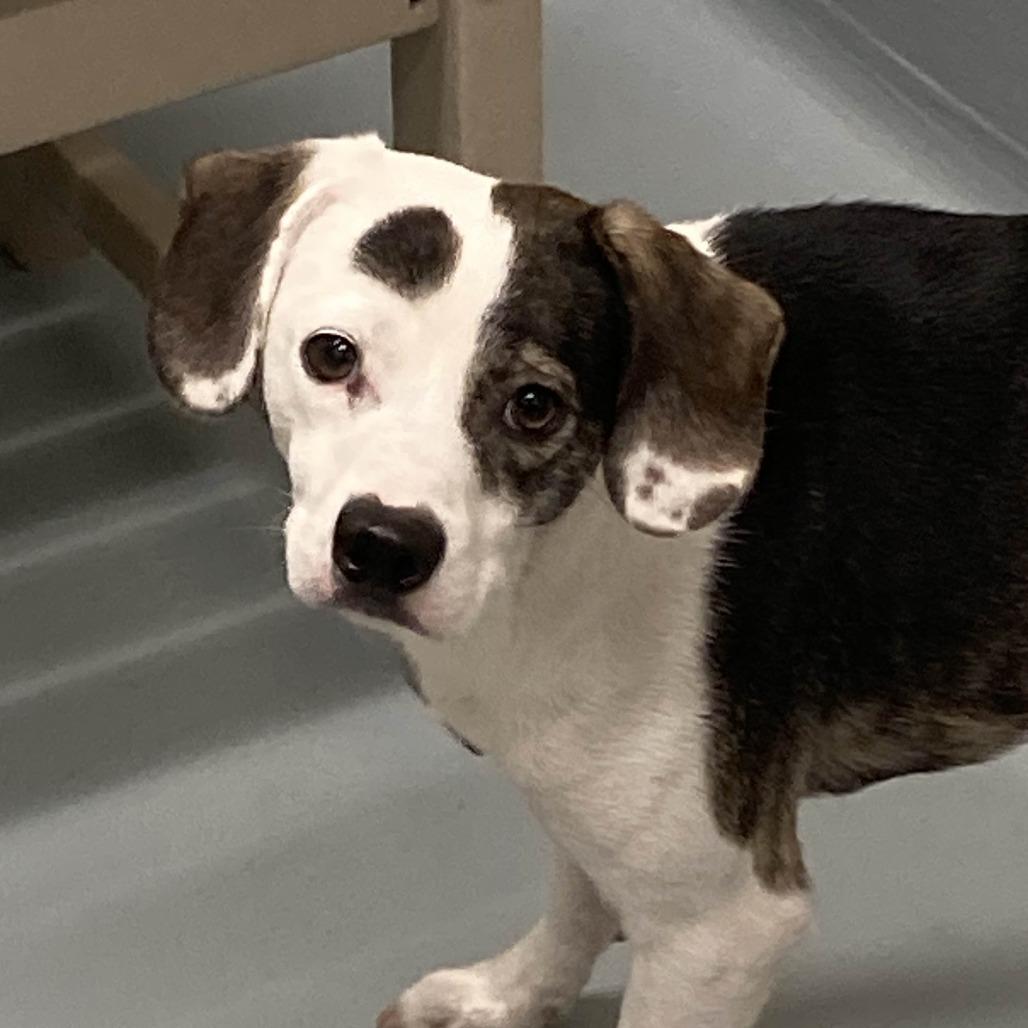 Enlarge Batman, a Adoptable mixed breed in Beaumont, TX image 1/6