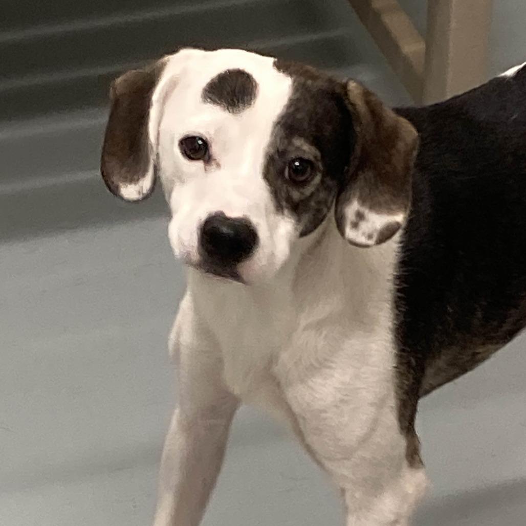 Enlarge Batman, a Adoptable mixed breed in Beaumont, TX image 2/6