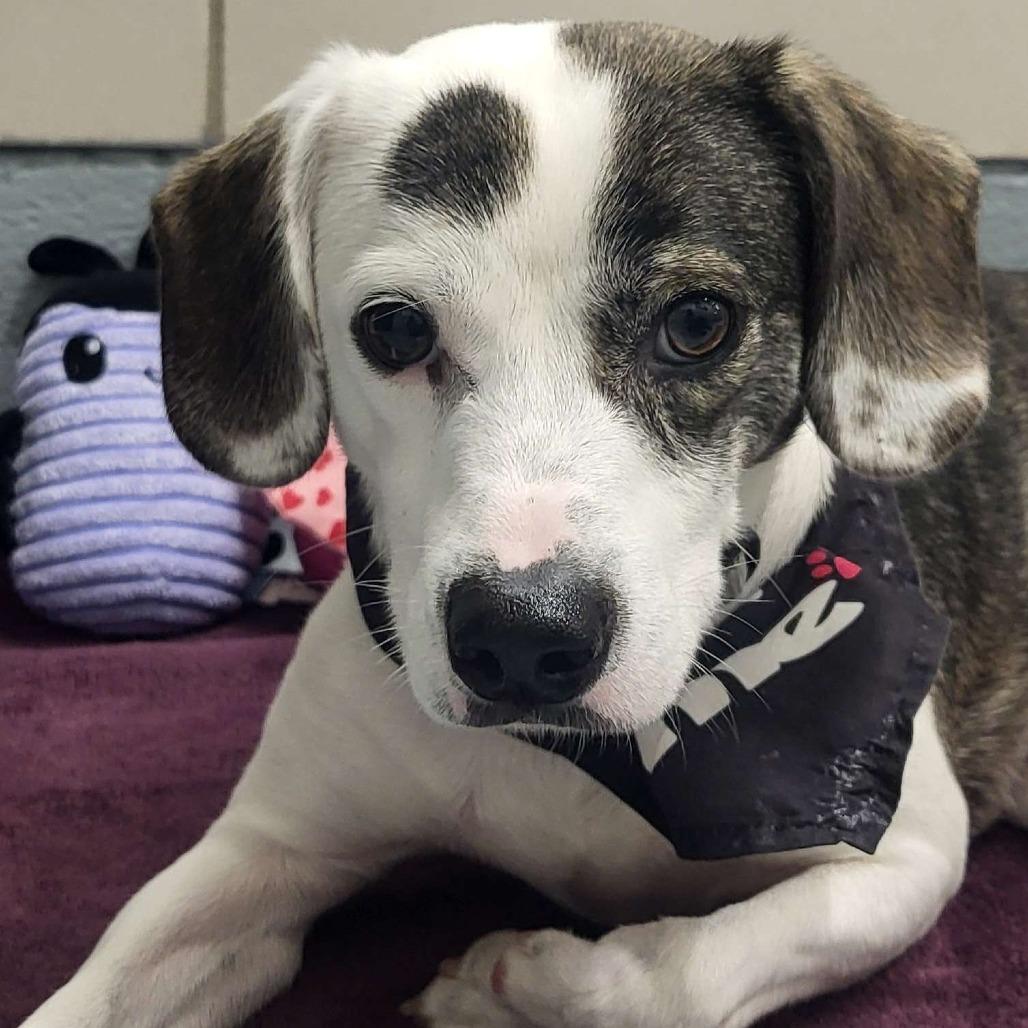 Enlarge Batman, a Adoptable mixed breed in Beaumont, TX image 4/6