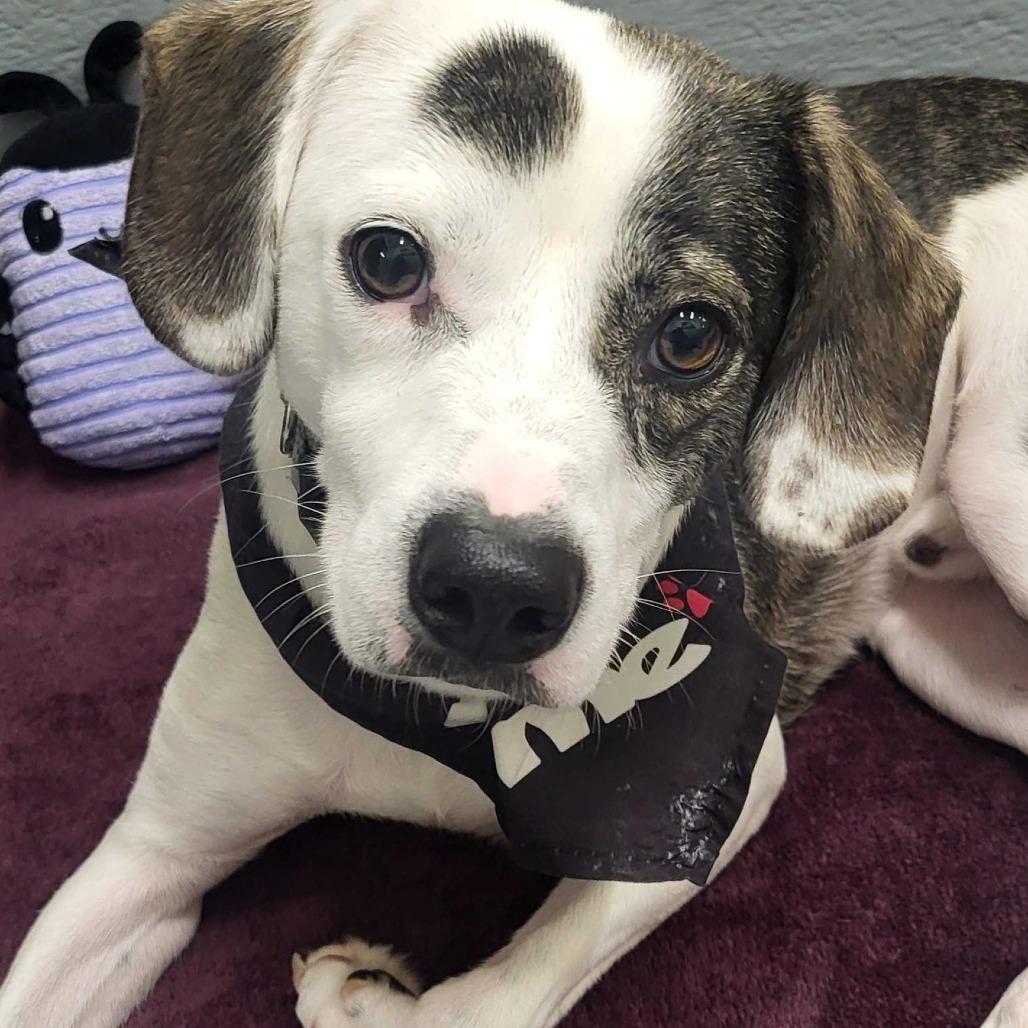 Enlarge Batman, a Adoptable mixed breed in Beaumont, TX image 5/6