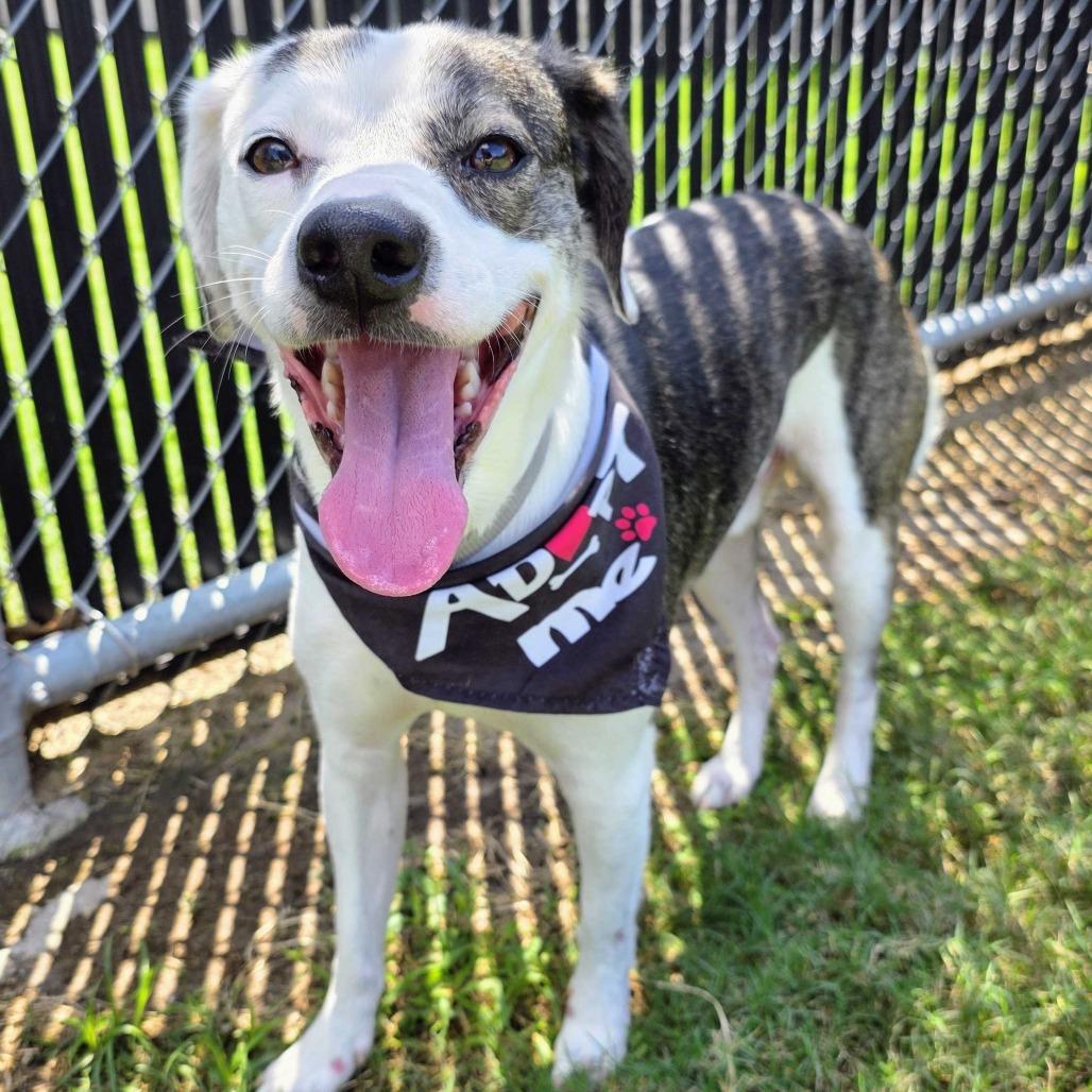 Enlarge Batman, a Adoptable mixed breed in Beaumont, TX image 6/6